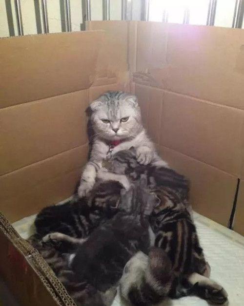 猫咪生了一窝幼崽 喂奶时却目露嫌弃(图1)