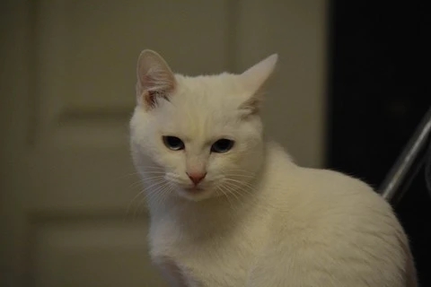 一年前被人领养狗狗的猫 跟着伤回到自己原主人身边 它总是在找回家的路(图2)