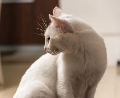 一年前被人领养狗狗的猫 跟着伤回到自己原主人身边 它总是在找回家的路(图1)