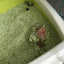 猫咪我想知道为什么会忽然尿中带血？尿中带血意味着什么？(图3)