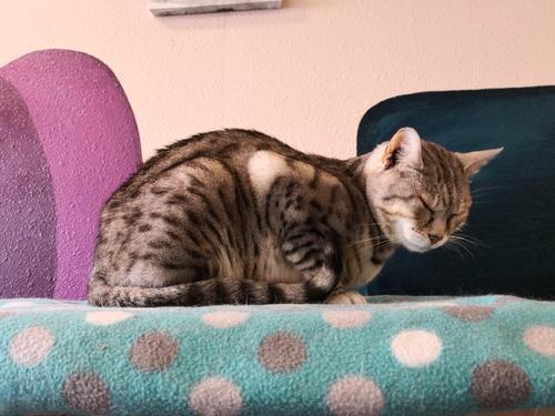 猫咪我想知道为什么会忽然尿中带血？尿中带血意味着什么？(图6)