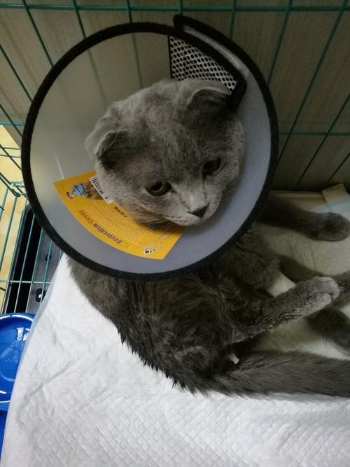 猫咪我想知道为什么会忽然尿中带血？尿中带血意味着什么？(图8)