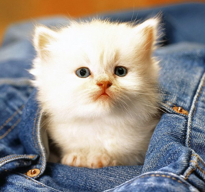 猫能吃鸡心吗？会导致喂食猫咪易中病毒(图1)