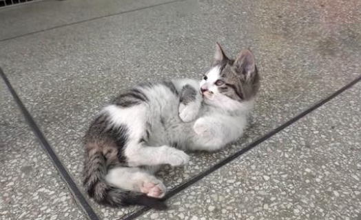 每隔一天上门来要鱼吃的流浪猫 对于美味却你选叼走 皆因它是个妈妈(图1)