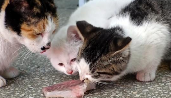 每隔一天上门来要鱼吃的流浪猫 对于美味却你选叼走 皆因它是个妈妈(图2)