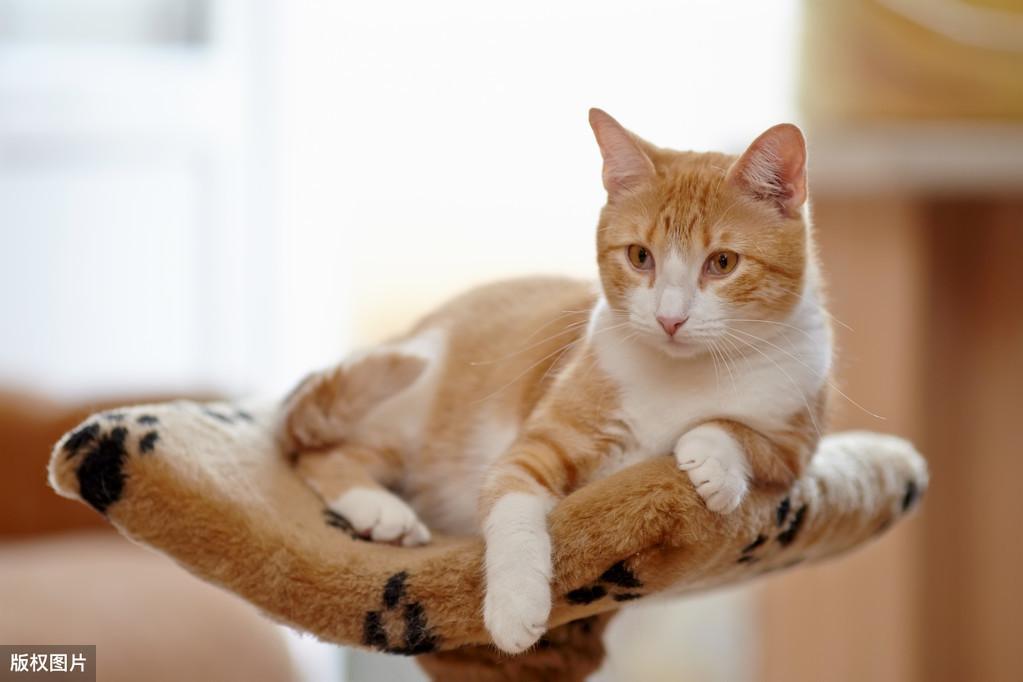 几种好看点又好养的国产牌猫咪能介绍(图1)