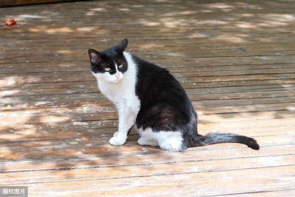 几种好看点又好养的国产牌猫咪能介绍(图5)