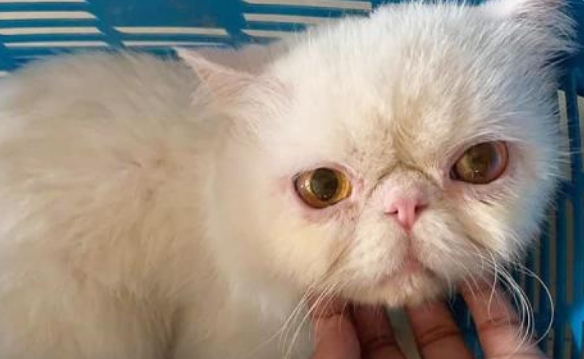 流浪街头的加菲猫 面容凶恶一人理睬 被小姐姐收留后大召唤精灵！(图1)