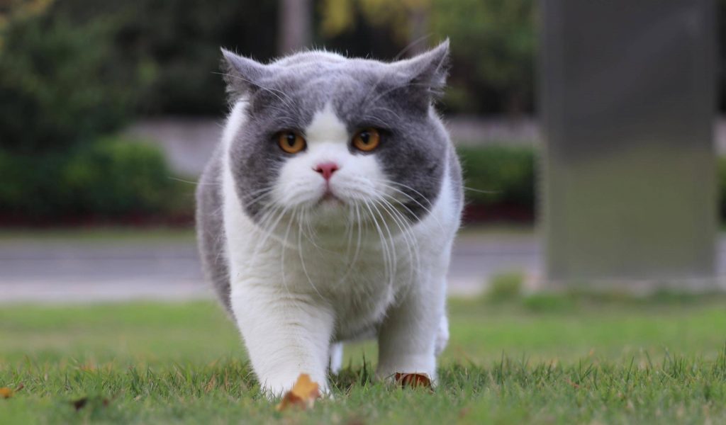 盘点英短猫最常见的7种颜色 贴出哪个网站价(图1)