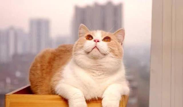 盘点英短猫最常见的7种颜色 贴出哪个网站价(图8)