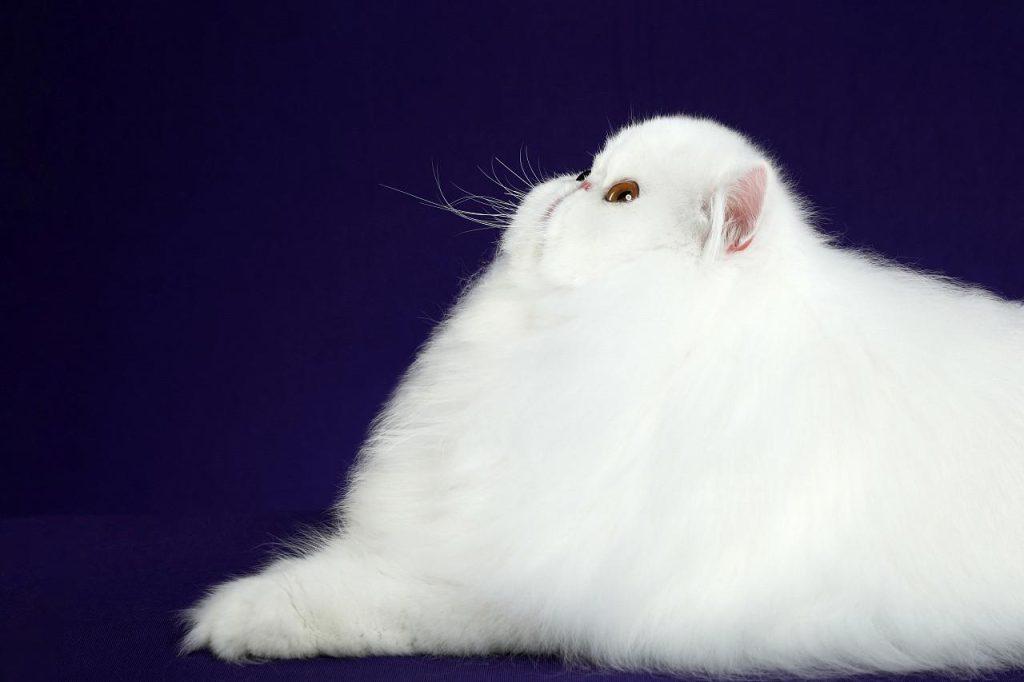 波斯猫和加菲猫哪个贵？(图1)