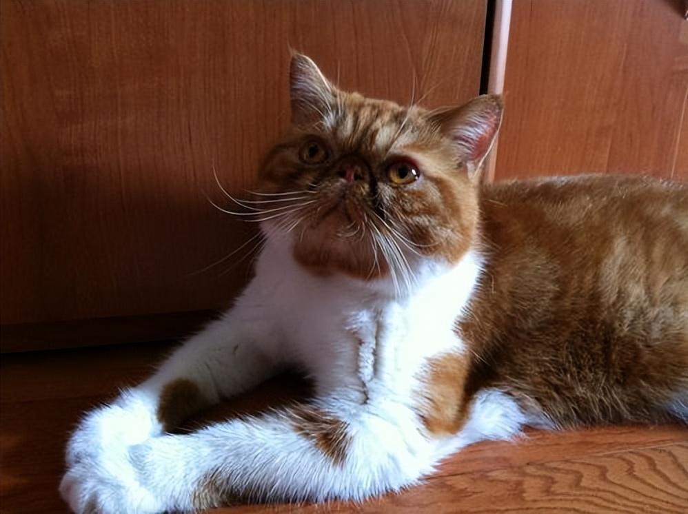 波斯猫和加菲猫哪个贵？(图2)