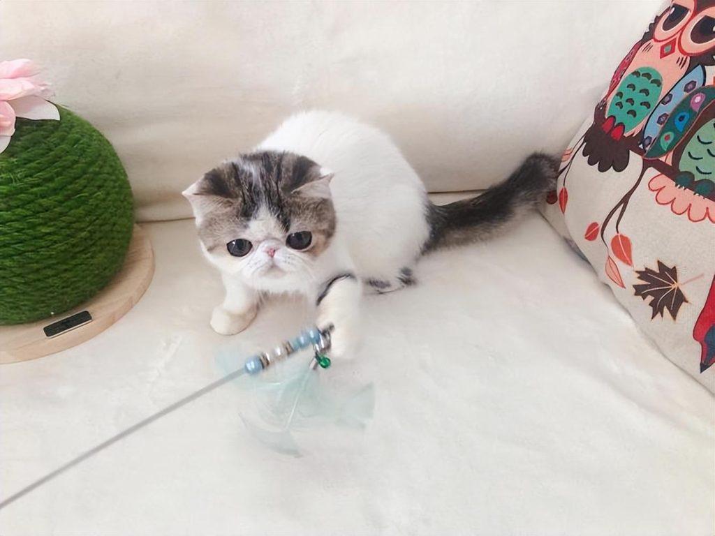 波斯猫和加菲猫哪个贵？(图3)