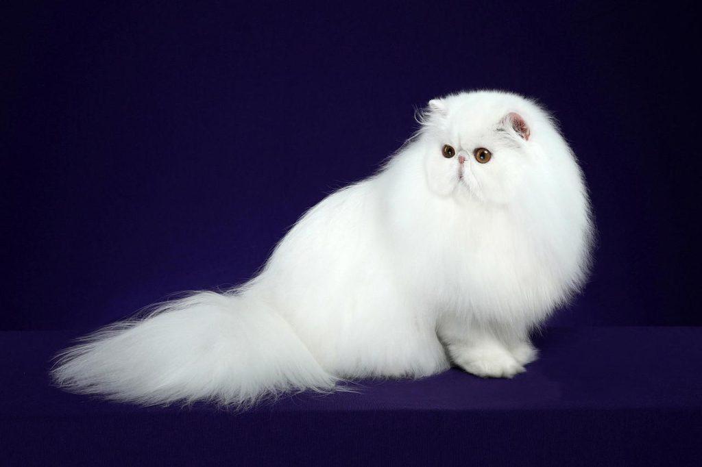 波斯猫和加菲猫哪个贵？(图4)