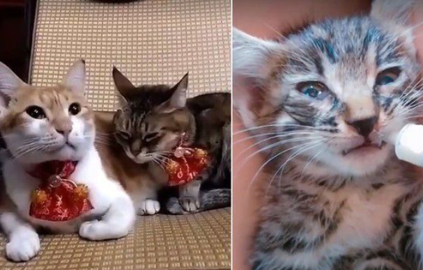 养猫20年遭邻居谩骂新来外国邻居塞红包给浪猫(图1)