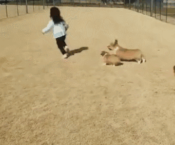 又为何“柯基”价格下破低价 养的人却少了？（柯基不好养的四大原因）(图2)