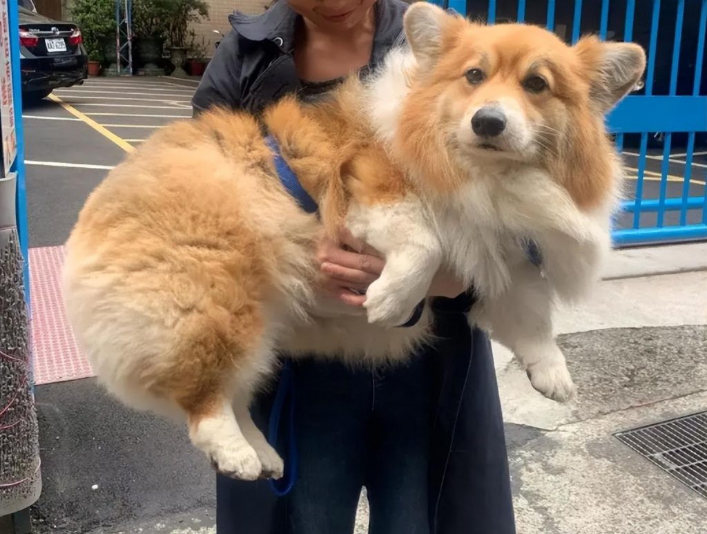 又为何“柯基”价格下破低价 养的人却少了？（柯基不好养的四大原因）(图4)