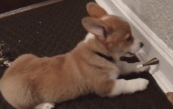 又为何“柯基”价格下破低价 养的人却少了？（柯基不好养的四大原因）(图6)