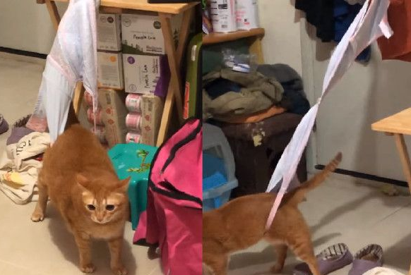 萌猫被内衣捕兽夹捉住 无奈在原地瞎奔走(图1)