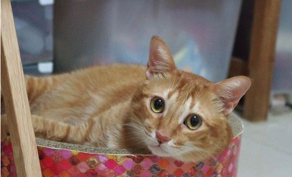 萌猫被内衣捕兽夹捉住 无奈在原地瞎奔走(图3)