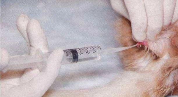 猫咪尿不出就要做尿路改造？尿路改造仅为补救措施(图4)