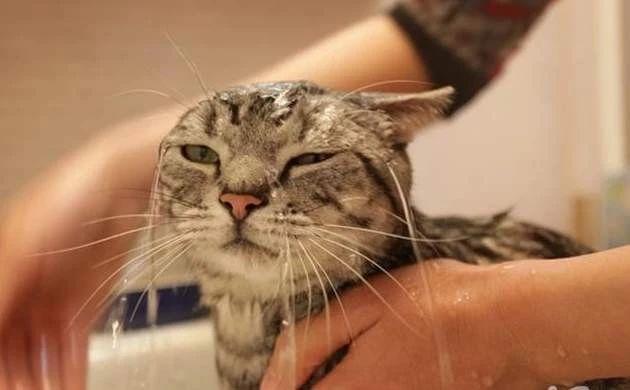 猫咪尿不出就要做尿路改造？尿路改造仅为补救措施(图6)