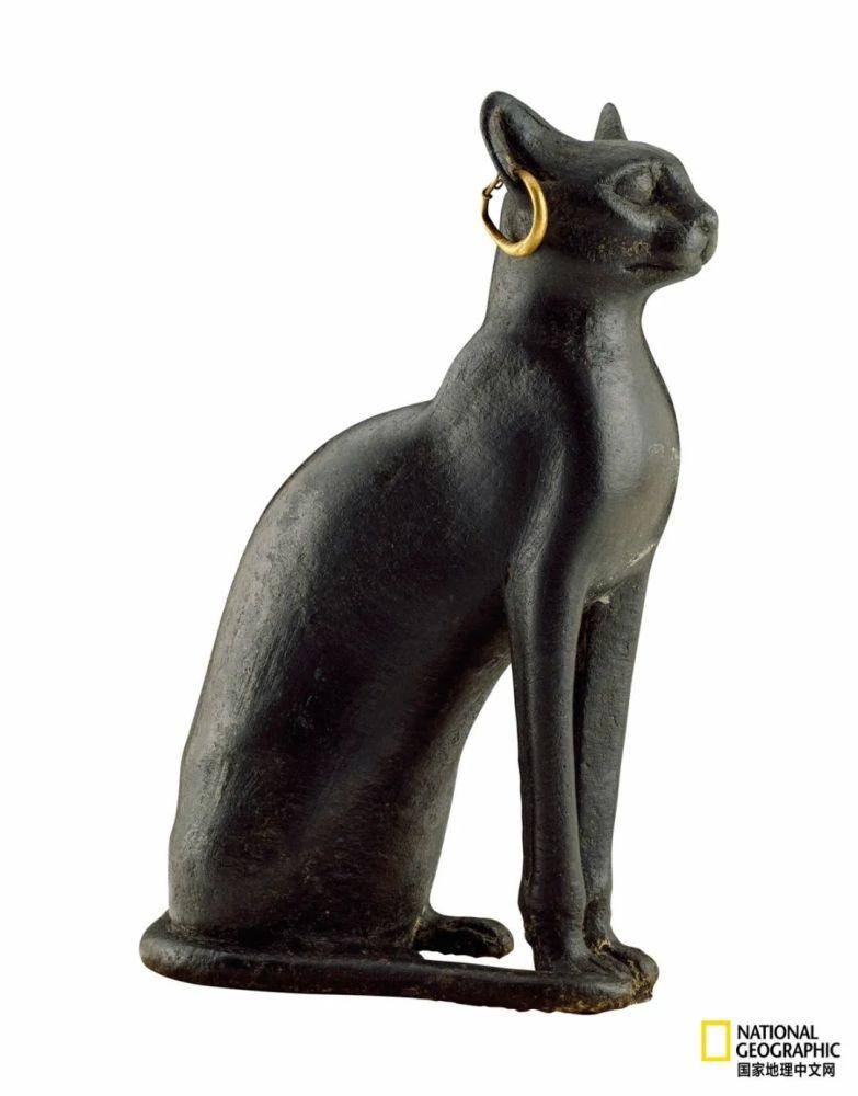 埃及猫有几个小特征你知道吗？(图3)