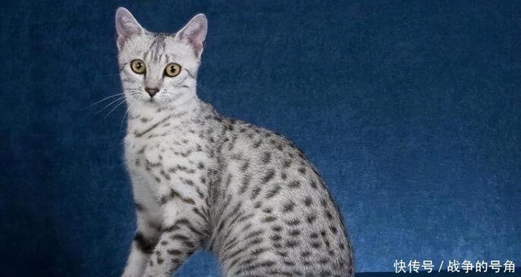 埃及猫有几个小特征你知道吗？(图7)