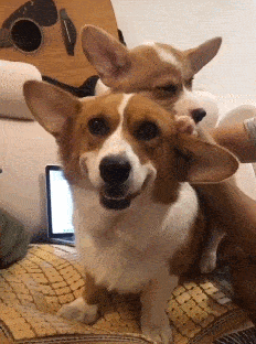 为甚么“柯基”价格下破低价 养的人却少了?(柯基不好养的四大原因)(图1)