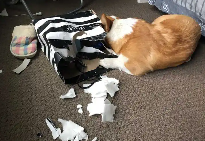 为甚么“柯基”价格下破低价 养的人却少了？（柯基不好养的四大原因）(图3)