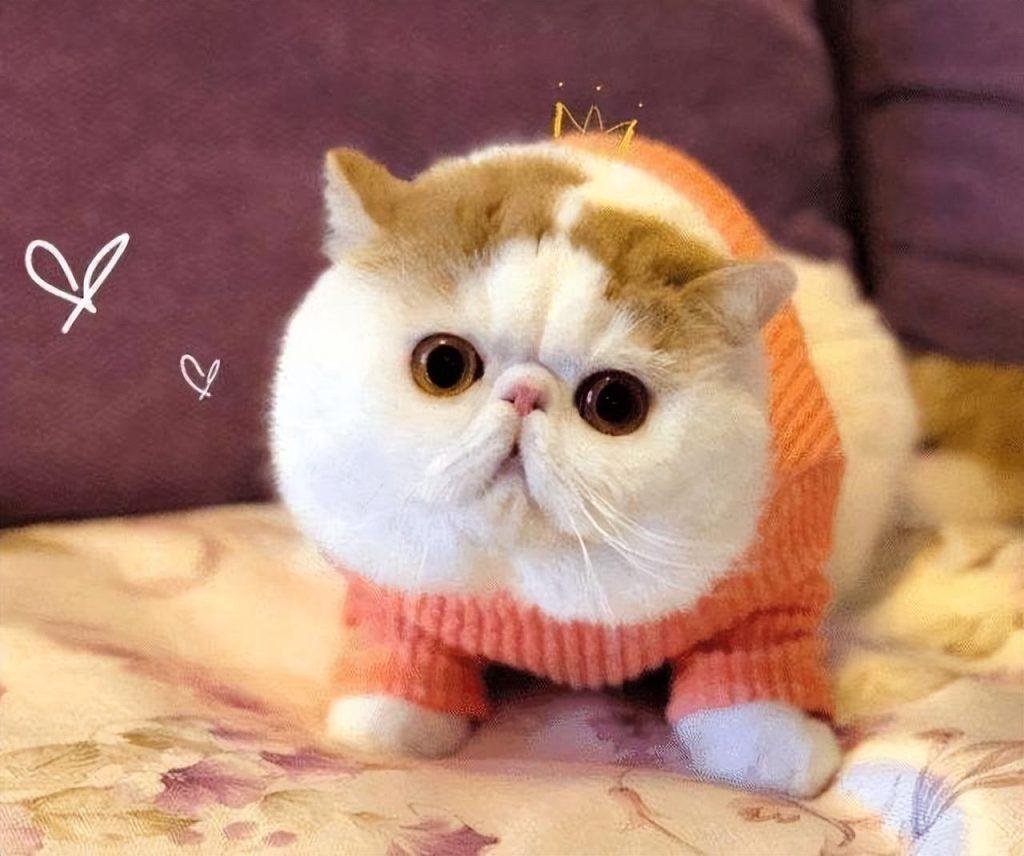 加菲猫便便有虫子是这是怎么回事？加菲猫病菌感染寄生虫有什么呢危害？(图1)