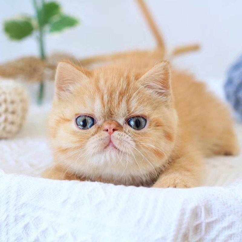 加菲猫便便有虫子是这是怎么回事？加菲猫病菌感染寄生虫有什么呢危害？(图3)