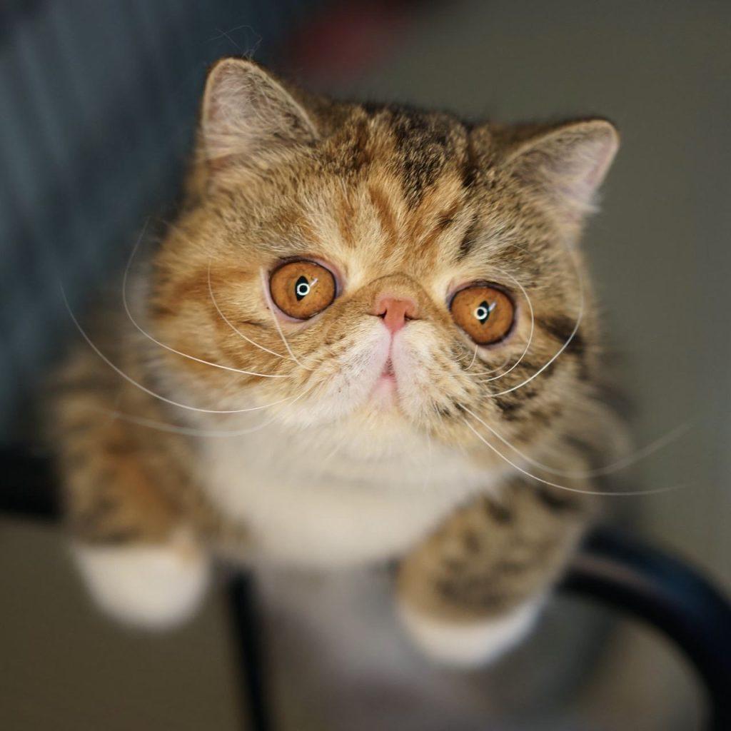 加菲猫便便有虫子是这是怎么回事？加菲猫病菌感染寄生虫有什么呢危害？(图4)