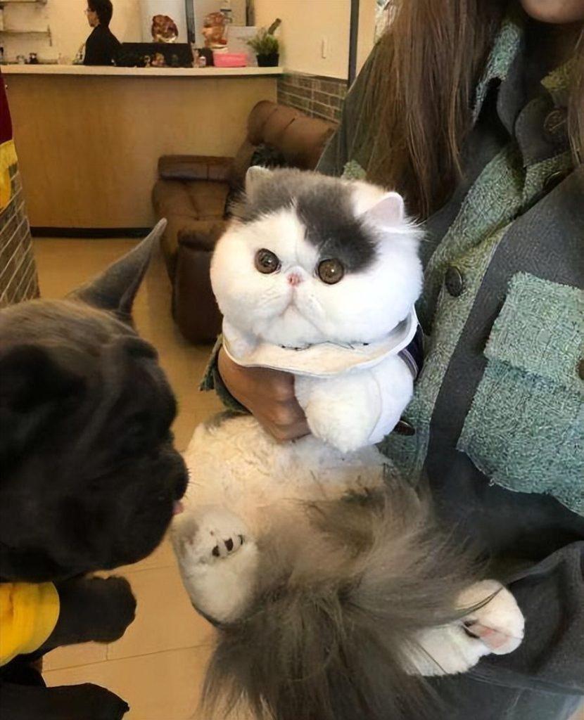 加菲猫便便有虫子是这是怎么回事？加菲猫病菌感染寄生虫有什么呢危害？(图5)