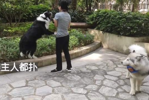 边牧犬随意进出电梯必扑人 训犬师上门来纠正 变的一只猫都没敢扑了(图1)