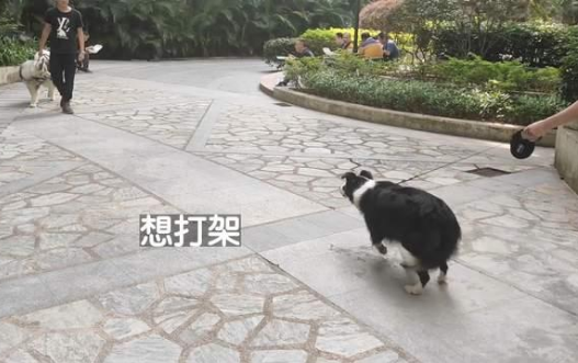 边牧犬随意进出电梯必扑人 训犬师上门来纠正 变的一只猫都没敢扑了(图3)