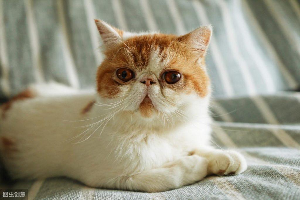 猫咪直接出现了毛球症该怎么办啊？主人这个可以试一下下面这3个方法(图1)