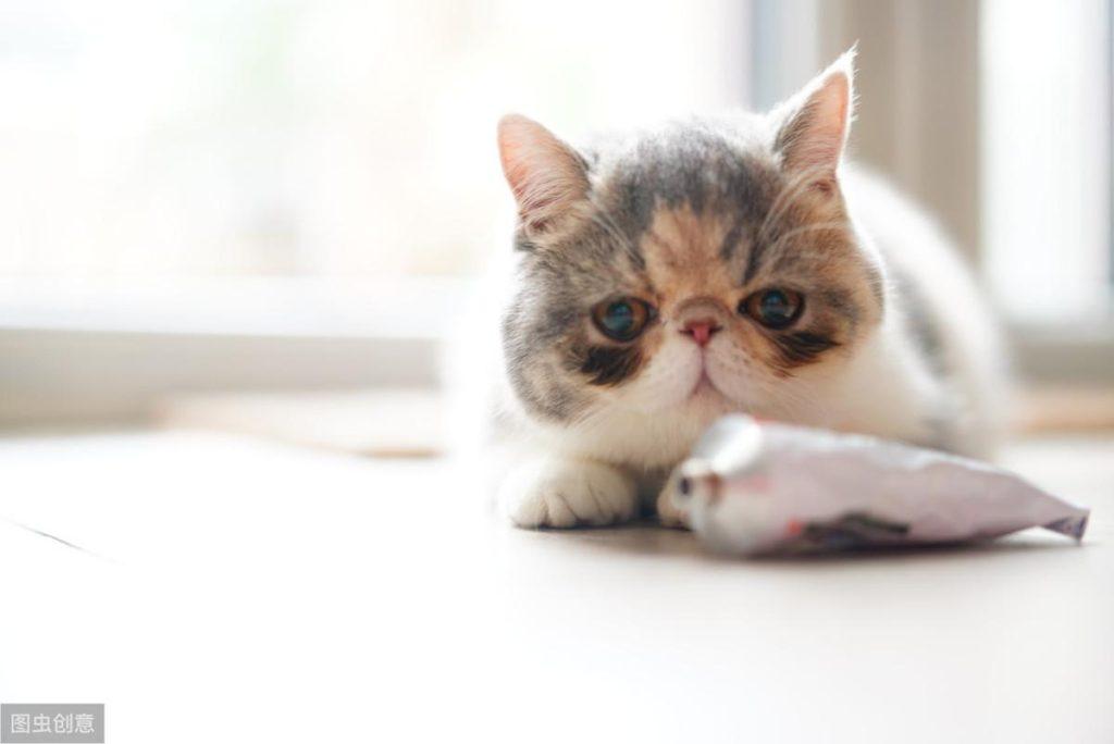 猫咪直接出现了毛球症该怎么办啊？主人这个可以试一下下面这3个方法(图3)