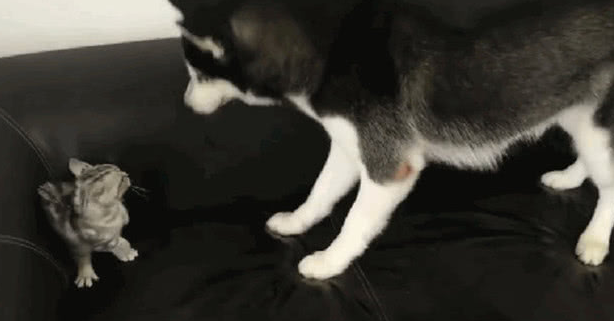 二哈想与奶猫各种吃喝 不愿却遭猫妈爆打 二哈：就玩半天嘛(图2)