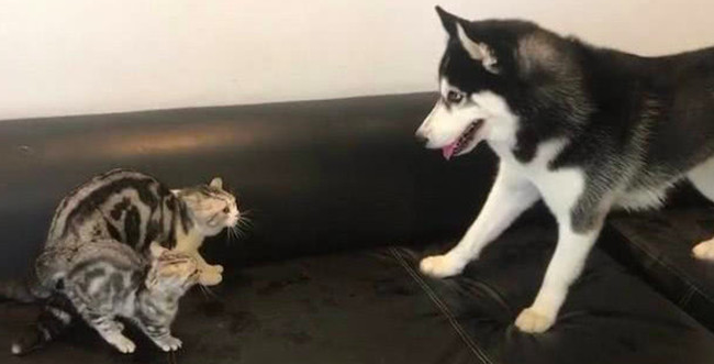 二哈想与奶猫各种吃喝 不愿却遭猫妈爆打 二哈：就玩半天嘛(图3)