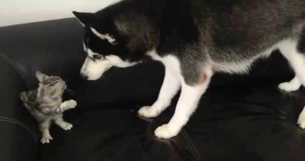 二哈想与奶猫各种吃喝 不愿却遭猫妈爆打 二哈：就玩半天嘛(图1)