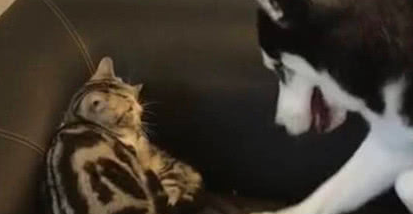 二哈想与奶猫各种吃喝 不愿却遭猫妈爆打 二哈：就玩半天嘛(图4)