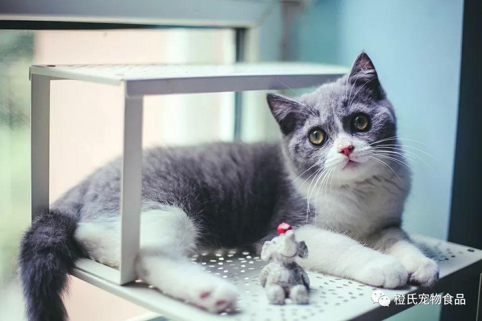 养一只猫咪必须多少成本？最贵的花销总之是医疗方面！(图1)