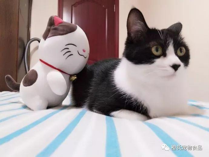 养一只猫咪必须多少成本？最贵的花销总之是医疗方面！(图3)