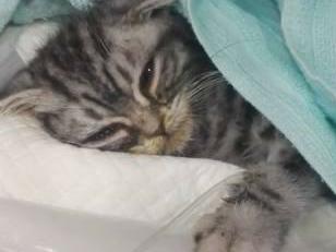 虎斑猫患病命若悬丝,泪眼模糊求救让人心酸,网友刹那间泪崩(图1)