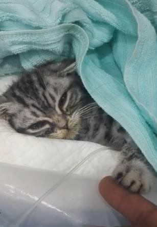 虎斑猫患病命若悬丝,泪眼模糊求救让人心酸,网友刹那间泪崩(图3)