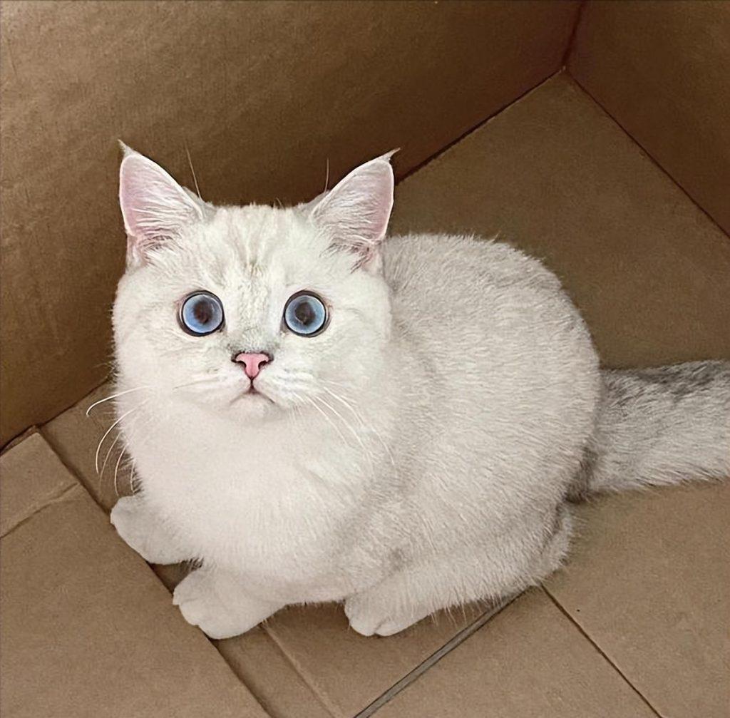 关于英短猫简介（英短猫的基本都介绍）(图3)