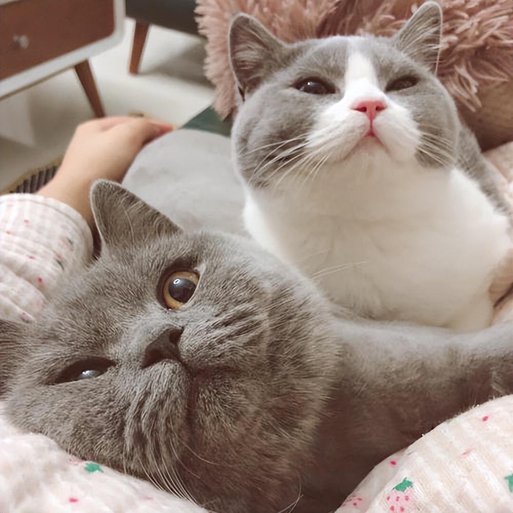 关于英短猫简介（英短猫的基本都介绍）(图2)