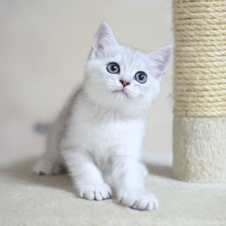 关于英短猫简介（英短猫的基本都介绍）(图1)