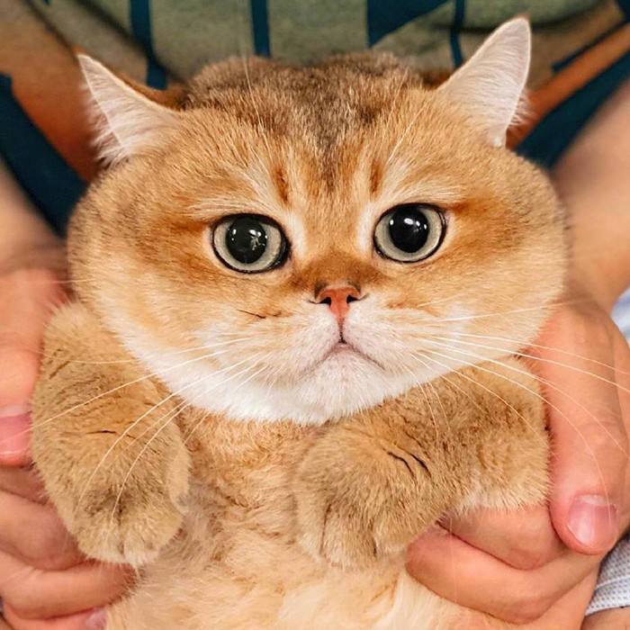 关于英短猫简介（英短猫的基本都介绍）(图4)